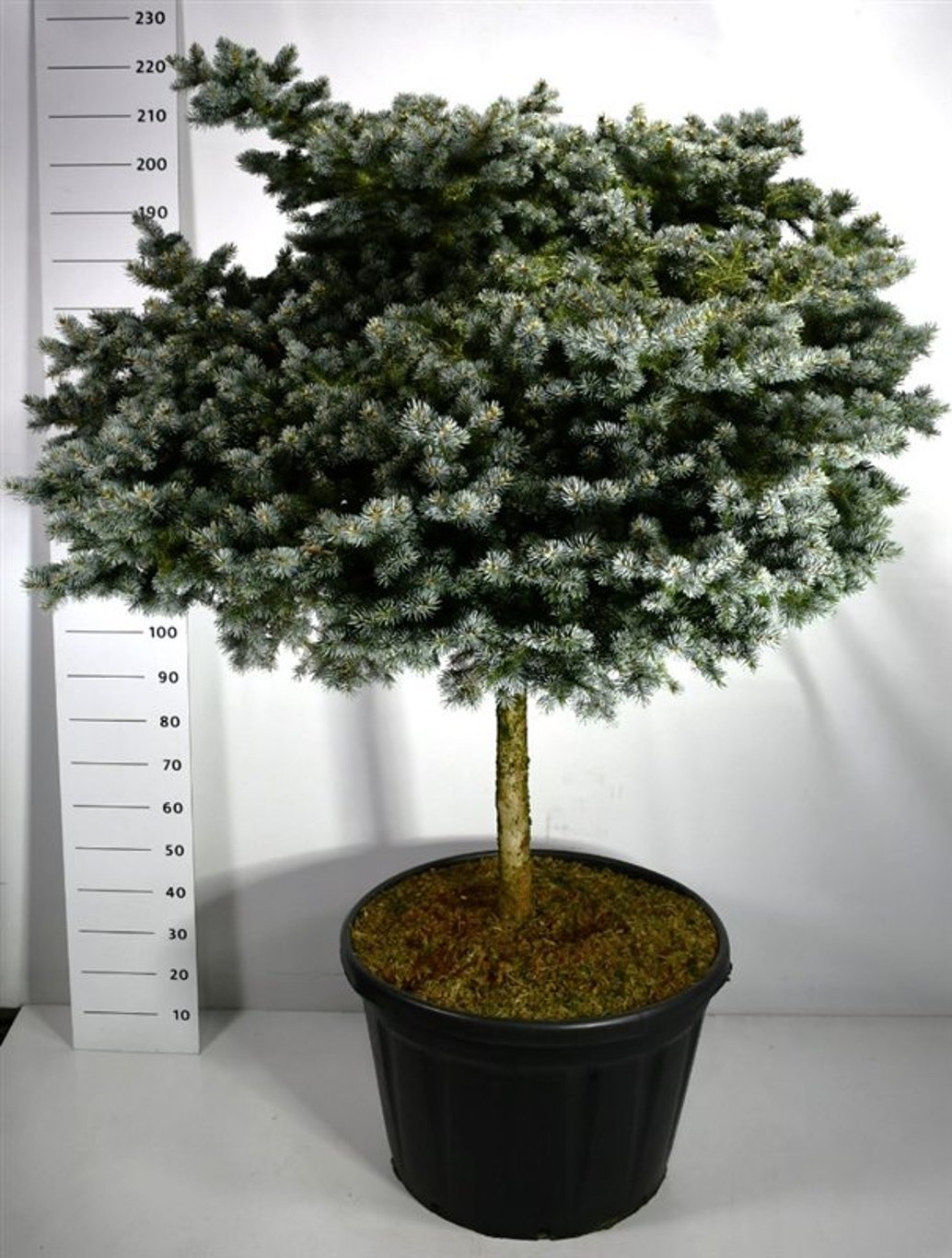 Picea pungens 'Glauca Globosa' - 100 CM Stem Cont.
